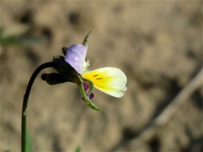 Großblütiges Acker-Stiefmütterchen (Viola arvensis ssp. megalantha) bei Hockenheim