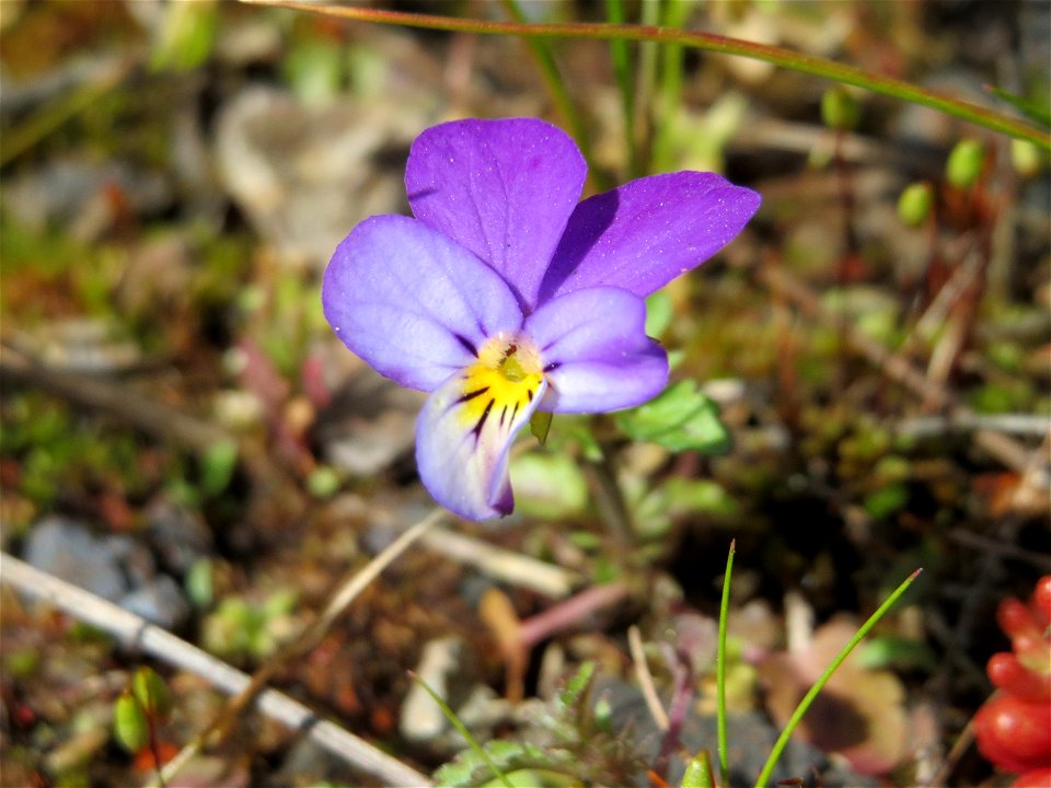 Wildes Stiefmütterchen (Viola tricolor) in der Kurfürstenalage in Heidelberg
