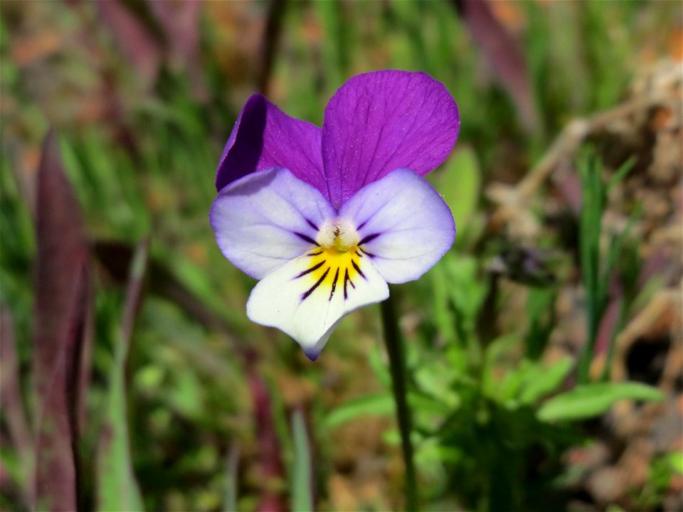 Wildes Stiefmütterchen (Viola tricolor) in der Kurfürstenalage in Heidelberg