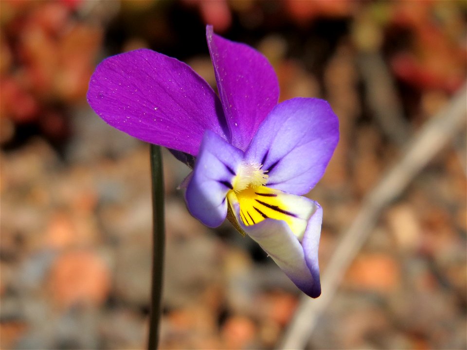 Wildes Stiefmütterchen (Viola tricolor) in der Kurfürstenalage in Heidelberg