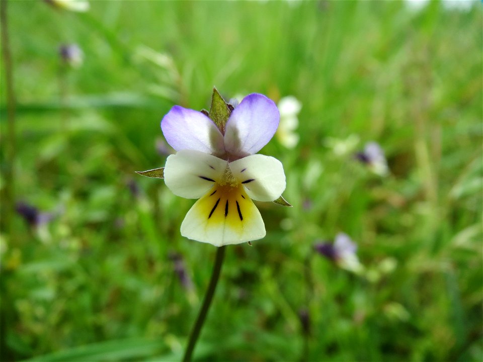 Großblütiges Acker-Stiefmütterchen (Viola arvensis ssp. megalantha) bei Hockenheim
