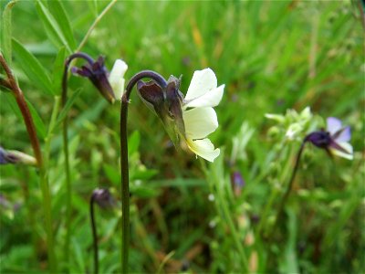 Großblütiges Acker-Stiefmütterchen (Viola arvensis ssp. megalantha) bei Hockenheim