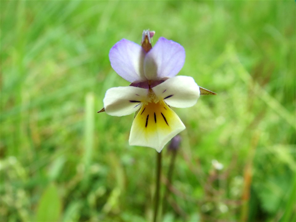 Großblütiges Acker-Stiefmütterchen (Viola arvensis ssp. megalantha) bei Hockenheim