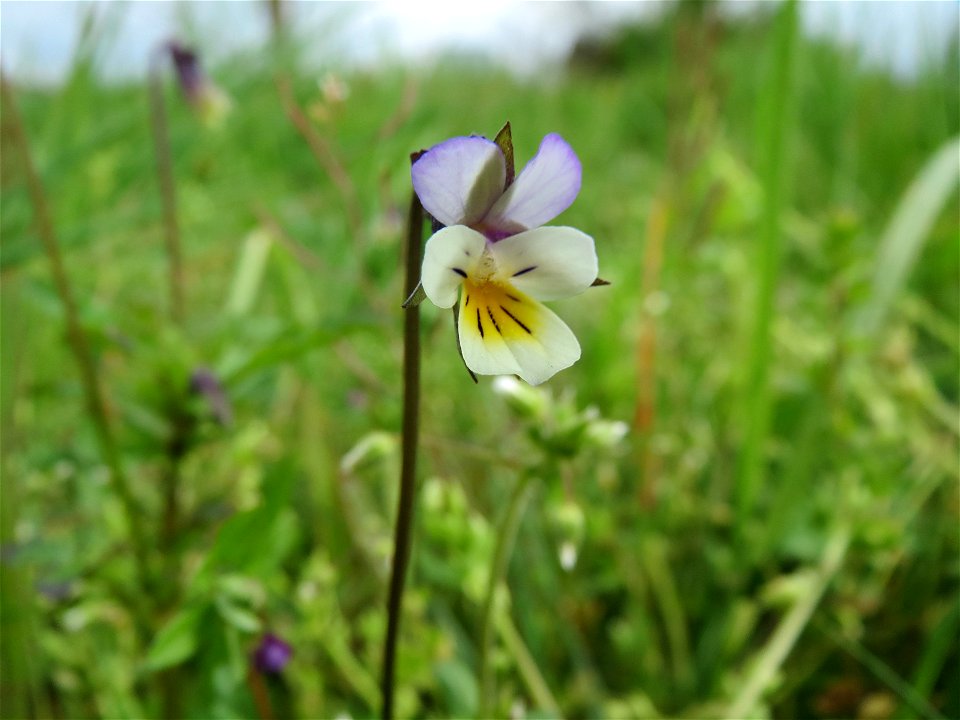 Großblütiges Acker-Stiefmütterchen (Viola arvensis ssp. megalantha) bei Hockenheim