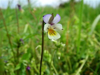 Großblütiges Acker-Stiefmütterchen (Viola arvensis ssp. megalantha) bei Hockenheim