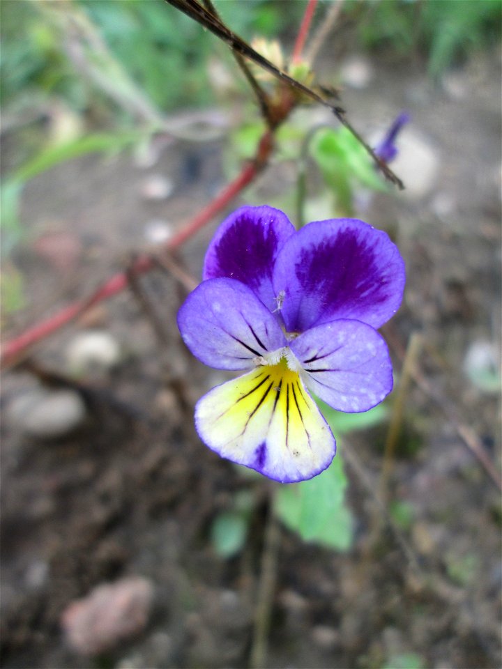 Wildes Stiefmütterchen (Viola tricolor) auf einem Sandplatz in Hockenheim