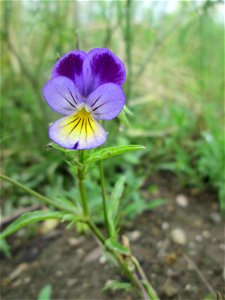 Wildes Stiefmütterchen (Viola tricolor) auf einem Sandplatz in Hockenheim