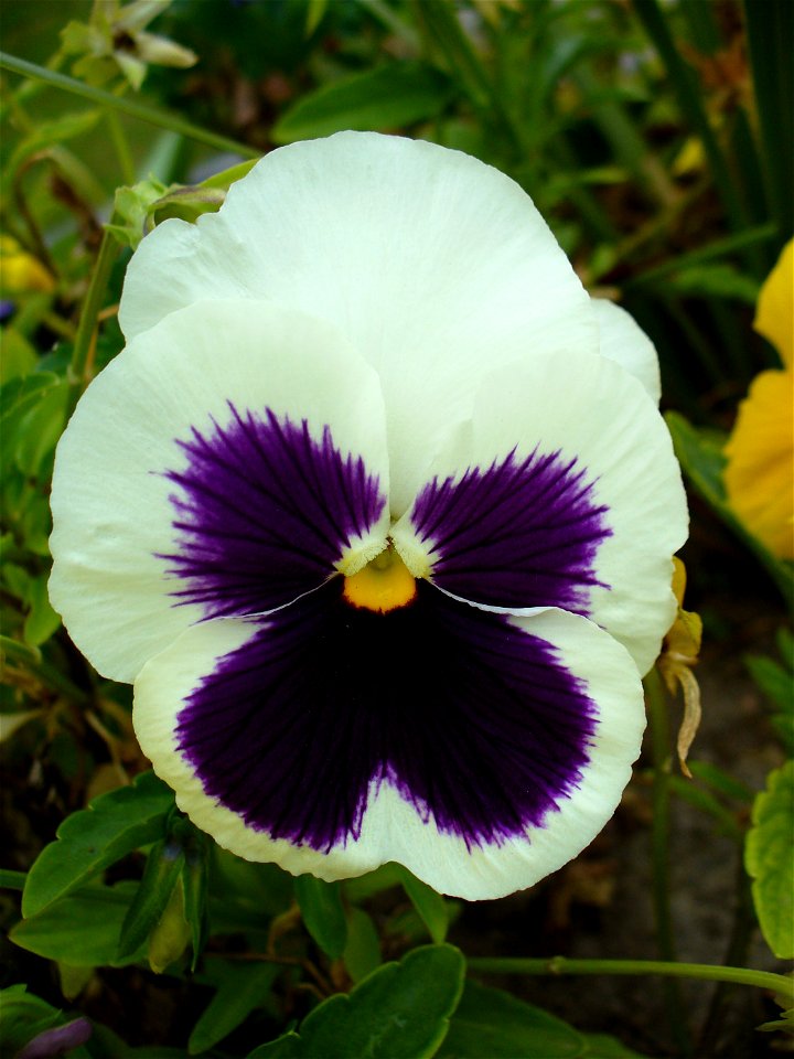 I am the originator of this photo. I hold the copyright. I release it to the public domain. This photo depicts a "pansy" flower (a Viola × wittrockiana cultivar).
