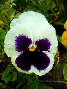 I am the originator of this photo. I hold the copyright. I release it to the public domain. This photo depicts a "pansy" flower (a Viola × wittrockiana cultivar). photo