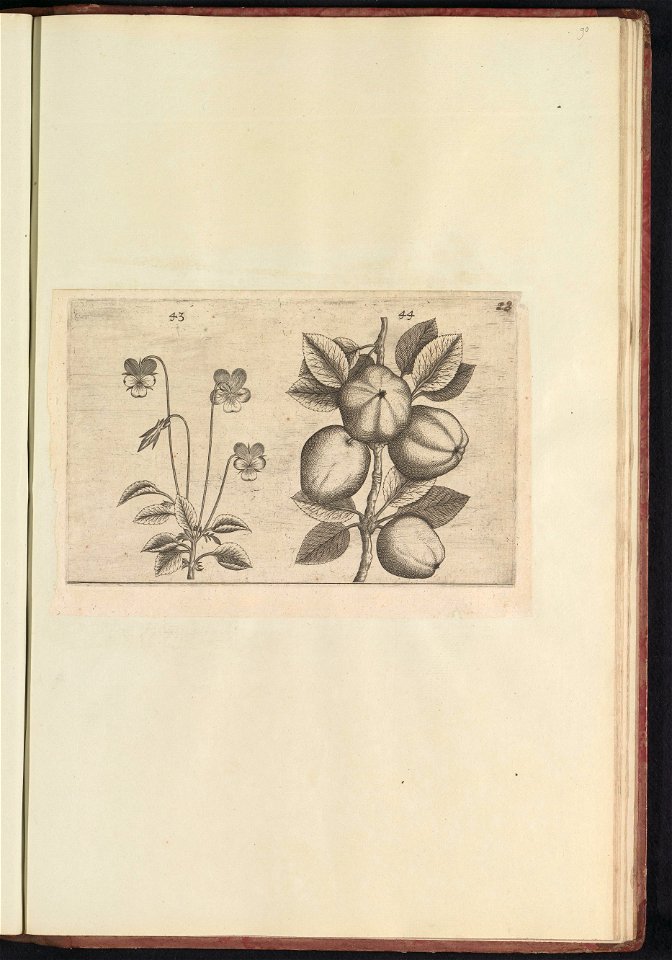 IdentificatieTitel(s): Driekleurig viooltje (Viola tricolor) en appel (Malus pumila)Objecttype: prent Serienummer: 43-44/60Objectnummer: RP-T-BR-2017-1-12-90Omschrijving: Driekleurig viooltje en appel