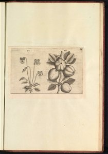 IdentificatieTitel(s): Driekleurig viooltje (Viola tricolor) en appel (Malus pumila)Objecttype: prent Serienummer: 43-44/60Objectnummer: RP-T-BR-2017-1-12-90Omschrijving: Driekleurig viooltje en appel
