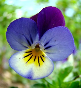 Heartsease (Viola tricolor)