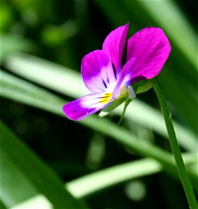 Violaceae Ibolyafélék - Nr. 001