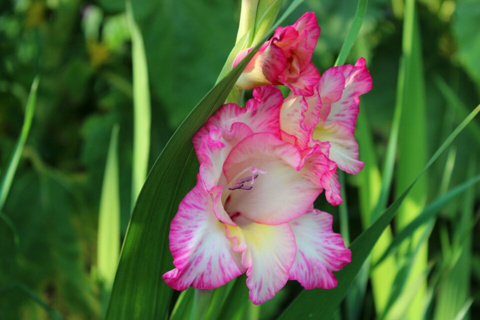 Gladidus butterfly greenhouse beautiful
