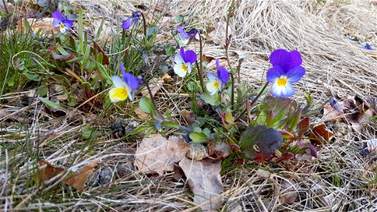 Storängsudds naturreservat, styvmorsviol