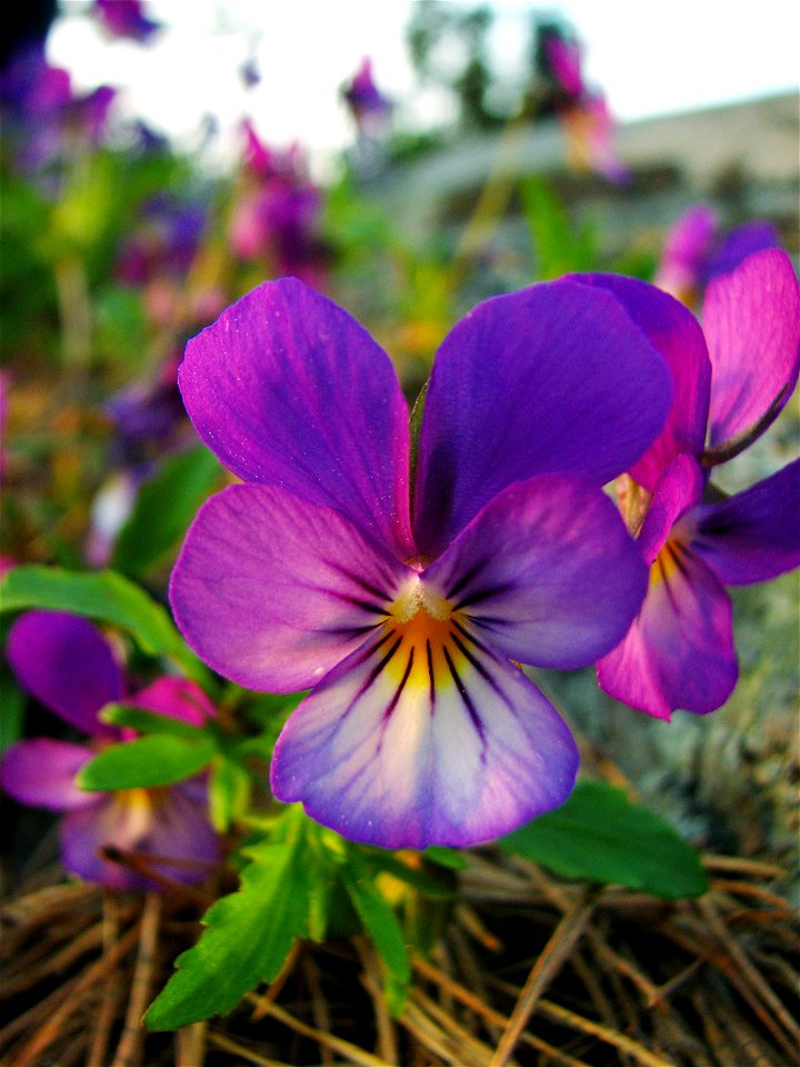 This picture shows a Heartsease (also Wild Pansy or Love-lies-bleeding); (Viola tricolor). Found on an island south of Dalarö, Stockholm, Sweden.