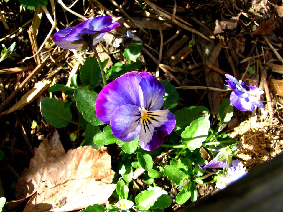 Viola tricolor from Akron OH. Own work.