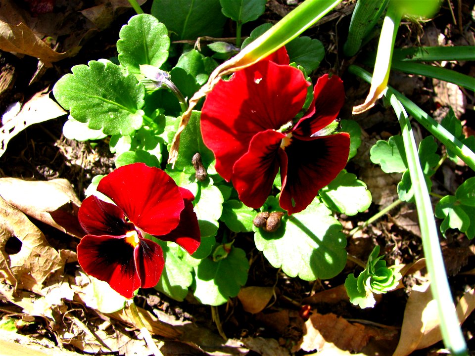 Viola tricolor from OH, my work.