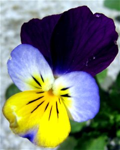 A viola tricolor photo