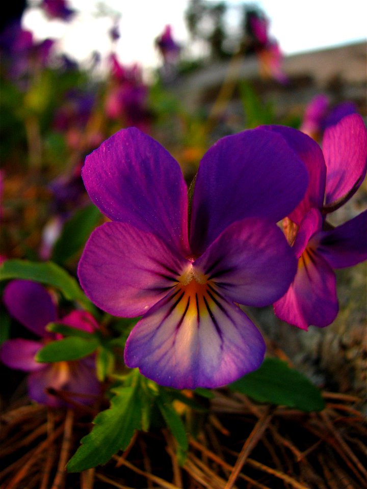 Viola tricolor. Found on an island south of Dalarö, Sweden.