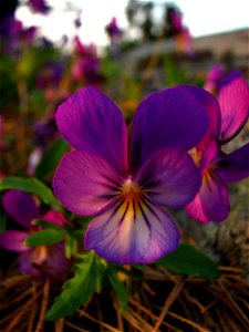 Viola tricolor. Found on an island south of Dalarö, Sweden.