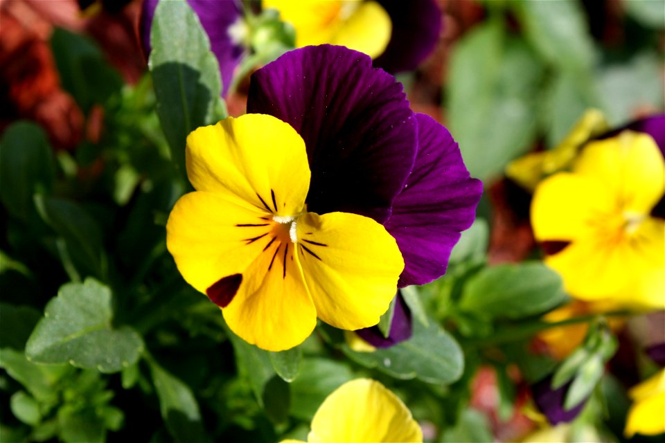 The pansy is a group of large-flowered hybrid plants cultivated as garden flowers. Pansies are derived from viola species Viola tricolor hybridized with other viola species, these hybrids are referred