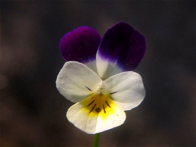 Acker-Stiefmütterchen (Viola arvensis) Fundort: Luzern
