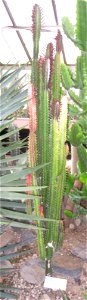Euphorbia trigona specimen in the Buffalo and Erie Country Botanical Gardens, Buffalo, New York, USA.
