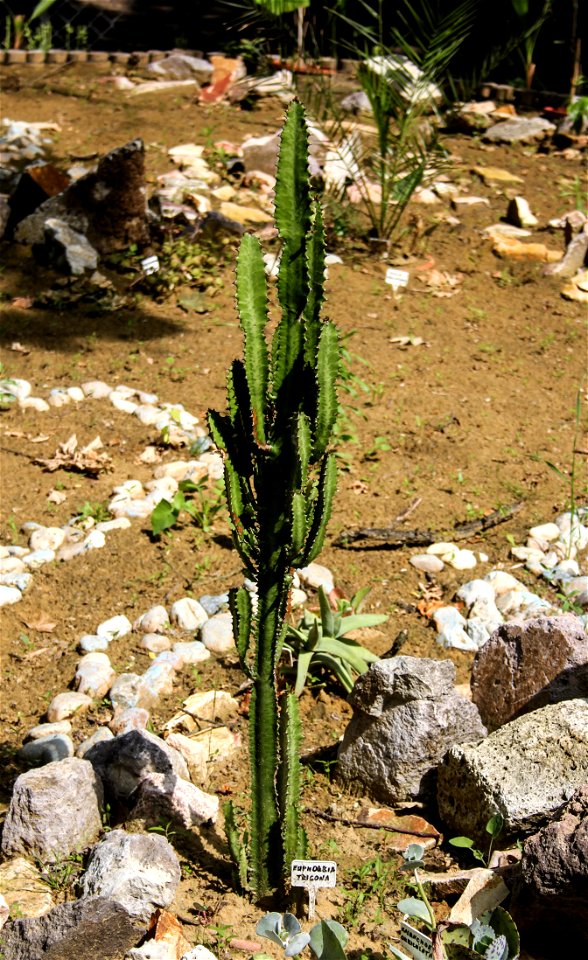 Nyíregyháza Zoo, Euphorbia trigonalabel QS:Len,"Nyíregyháza Zoo, Euphorbia trigona"
label QS:Lhu,"Nyíregyházi Állatpark, Euphorbia trigona"