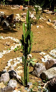 Nyíregyháza Zoo, Euphorbia trigonalabel QS:Len,"Nyíregyháza Zoo, Euphorbia trigona" label QS:Lhu,"Nyíregyházi Állatpark, Euphorbia trigona" photo