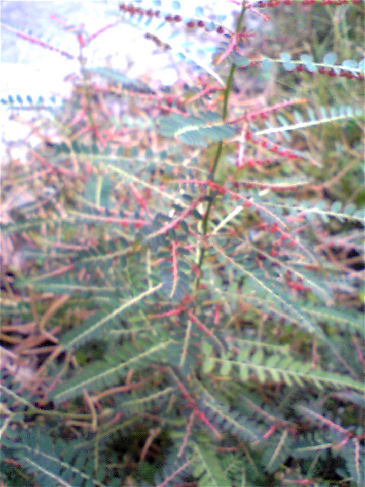 Phyllanthus urinaria