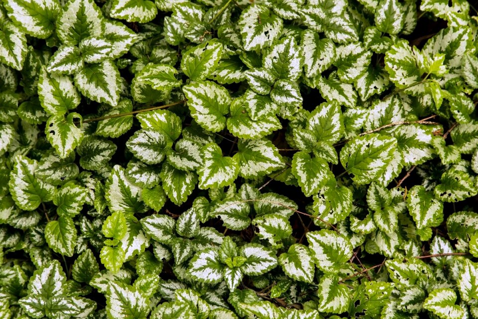 Close up white green