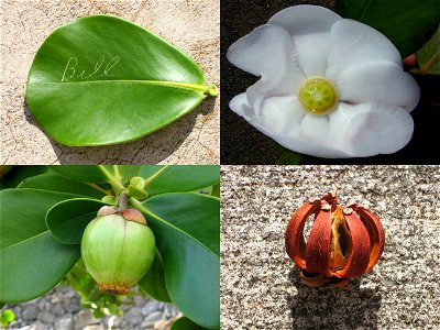 Autograph tree (Clusia rosea): leaf with autograph, flower, fresh fruit, and dried fruit
syn: Clusia major