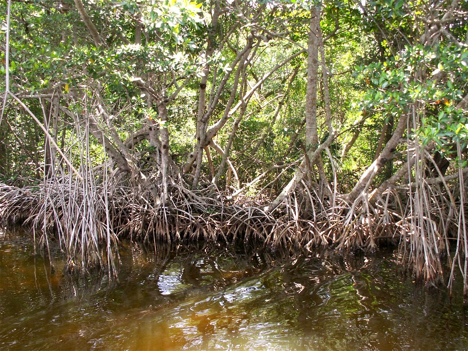 Red mangrove trees along the Buttonwood Canal near Flamingo in Everglades National Park