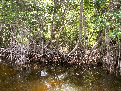 Red mangrove trees along the Buttonwood Canal near Flamingo in Everglades National Park