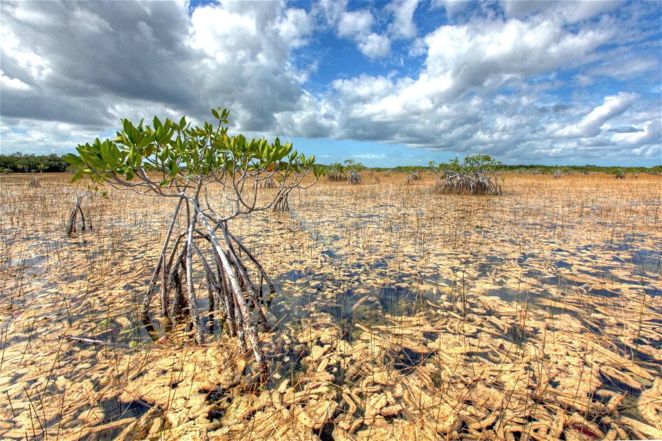 Mangrove and Periphtyon, NPSphoto, G.Gardner