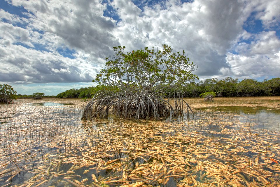 Mnagrove and Periphyton 2, NPSphoto, G.Gardner