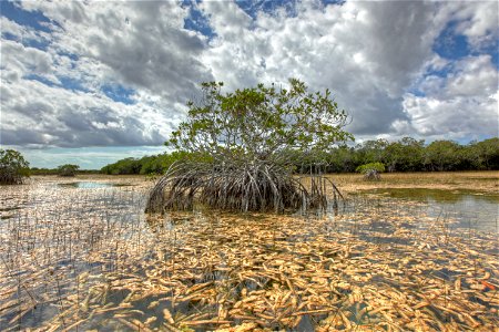 Mnagrove and Periphyton 2, NPSphoto, G.Gardner