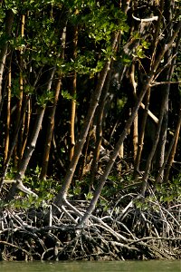 Image title: Red mangrove trees rhizophora mangle growing close together
Image from Public domain images website, http://www.public-domain-image.com/full-image/flora-plants-public-domain-images-pictur
