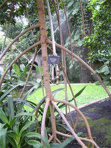 Rhizophora mangle, Red mangrove