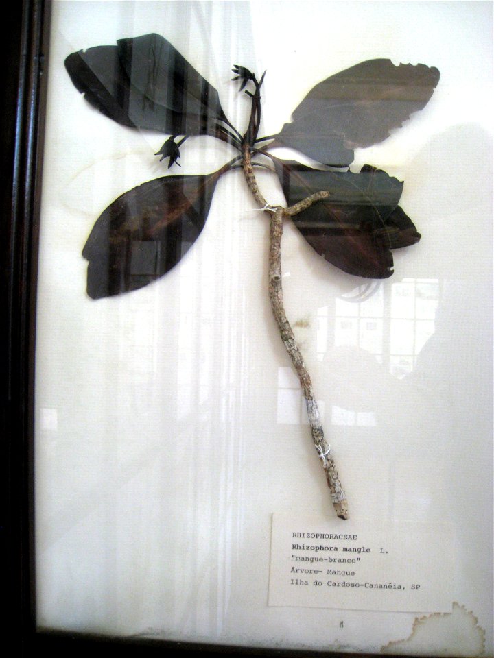 Rhizophora mangle specimen in the Museu Botânico Dr. João Barbosa Rodrigues, Jardim Botânico de São Paulo, São Paulo City, SP, Brazil.