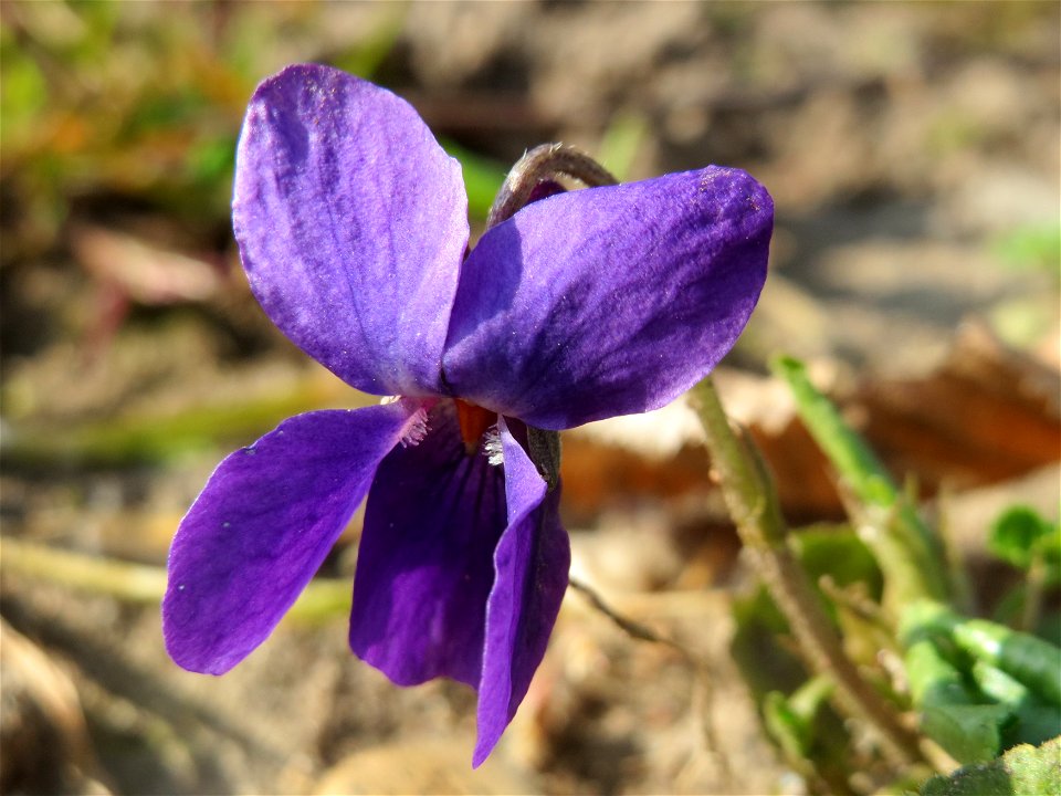 Duftveilchen (Viola odorata) im Landesgartenschaupark in Hockenheim