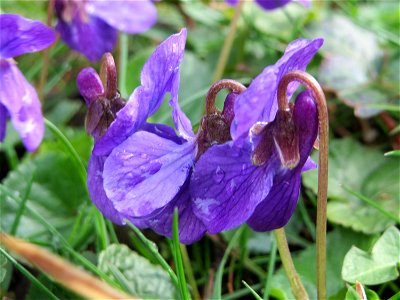 Duftveilchen (Viola odorata) im Landesgartenschaupark in Hockenheim