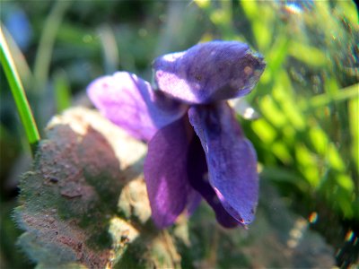 Duftveilchen (Viola odorata) im Landesgartenschaupark Hockenheim