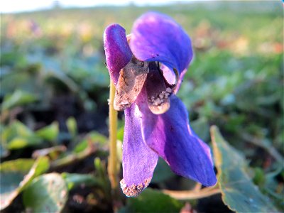 Duftveilchen (Viola odorata) im Landesgartenschaupark Hockenheim