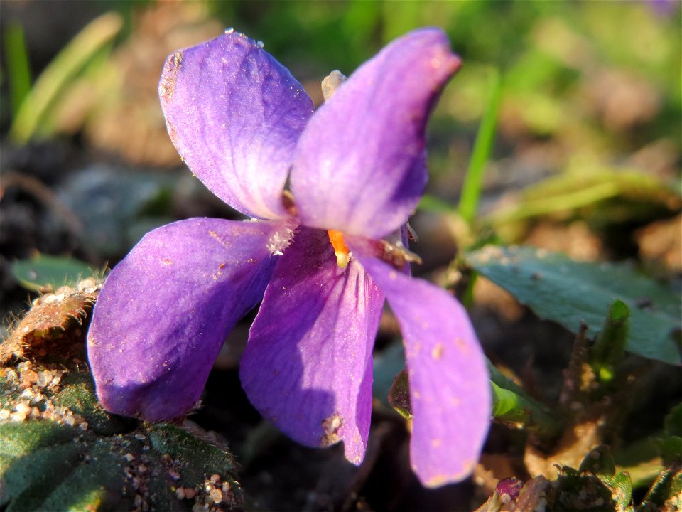 Duftveilchen (Viola odorata) im Landesgartenschaupark Hockenheim