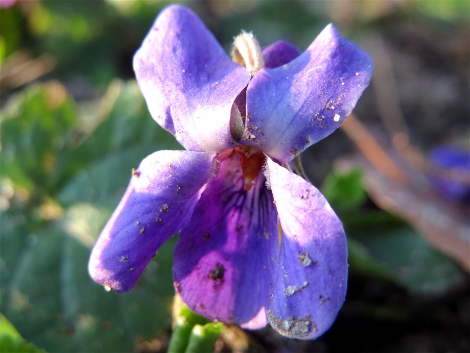 Duftveilchen (Viola odorata) im Landesgartenschaupark Hockenheim