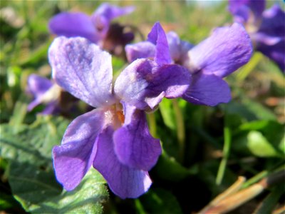 Duftveilchen (Viola odorata) im Landesgartenschaupark Hockenheim