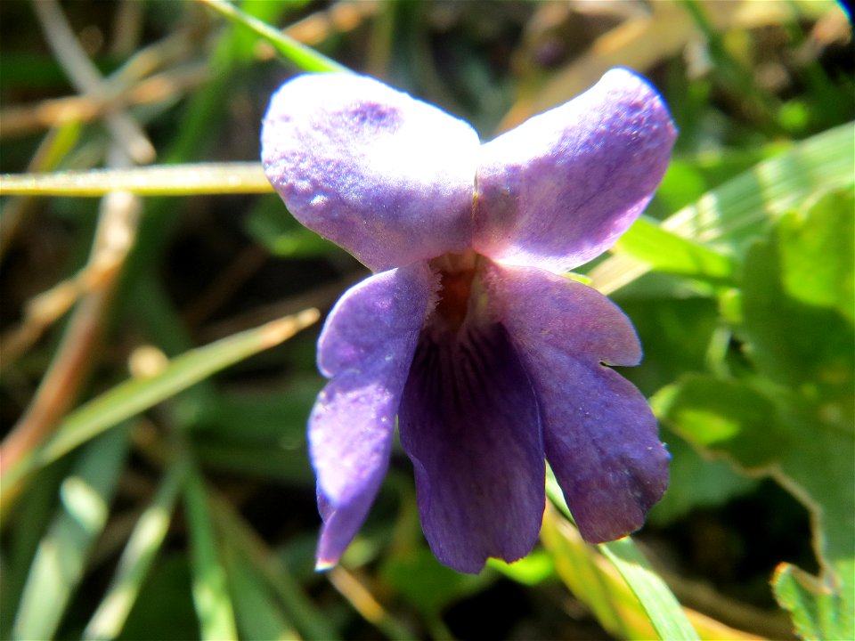 Duftveilchen (Viola odorata) im Landesgartenschaupark Hockenheim