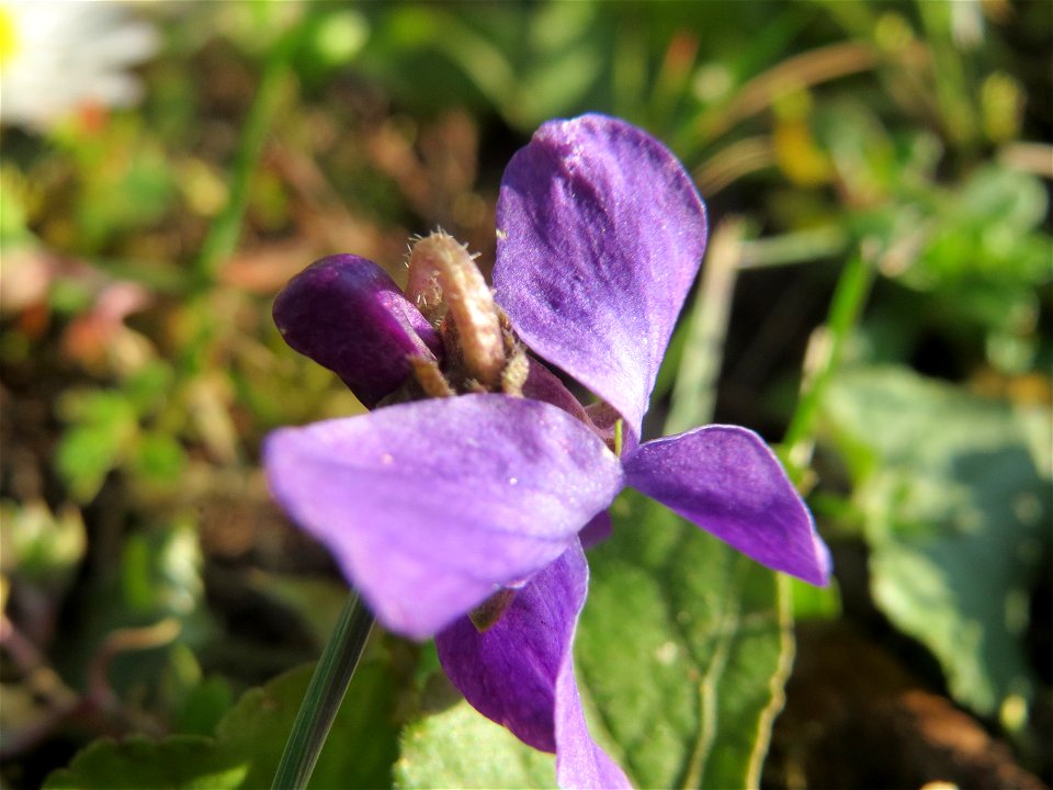 Duftveilchen (Viola odorata) im Landesgartenschaupark Hockenheim